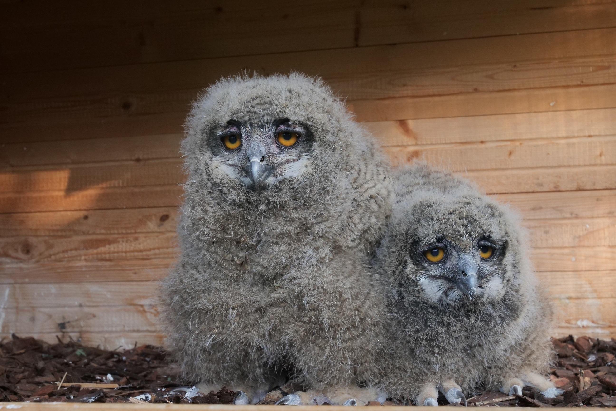 Die beiden Uhu-Geschwister, die in der Nähe des Neufahrner Bahnhofs gefunden wurden.