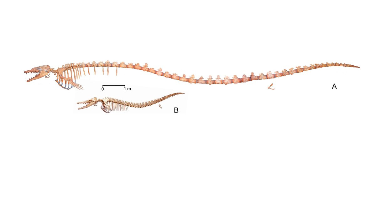 Basilosaurus isis (A) und Dorudon atrox (B)