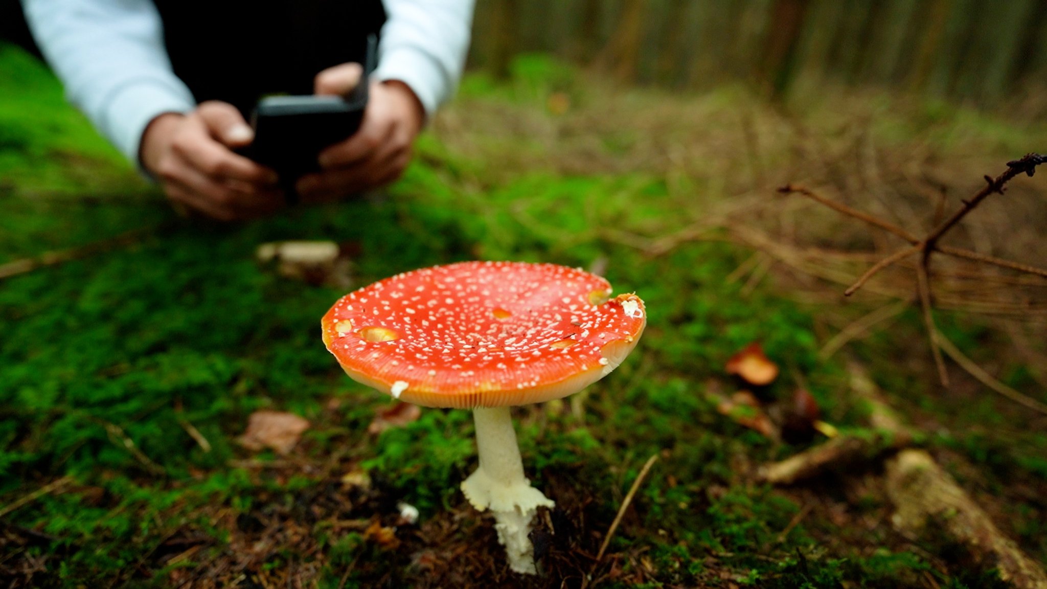 Der giftige Fliegenpilz ist ein schönes Bildmotiv, das auch auf Instagram gut funktioniert. | Bild: BR/ Veronika Scheidl Der giftige Fliegenpilz ist ein schönes Bildmotiv, das auch auf Instagram gut funktioniert.