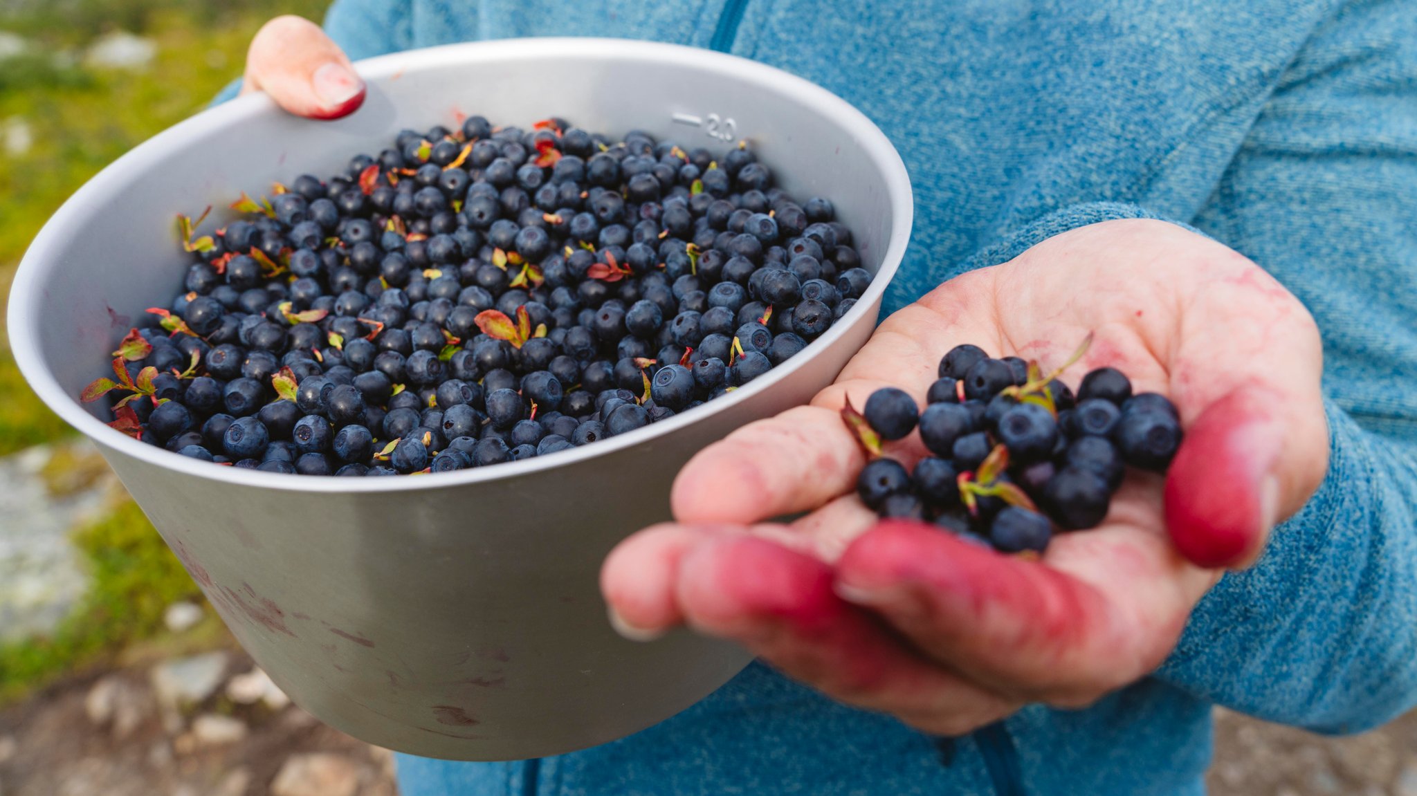 Eine Schüssel mit Waldheidelbeeren und eine mit Fruchtsaft verfärbte Handfläche mit Heidelbeeren.