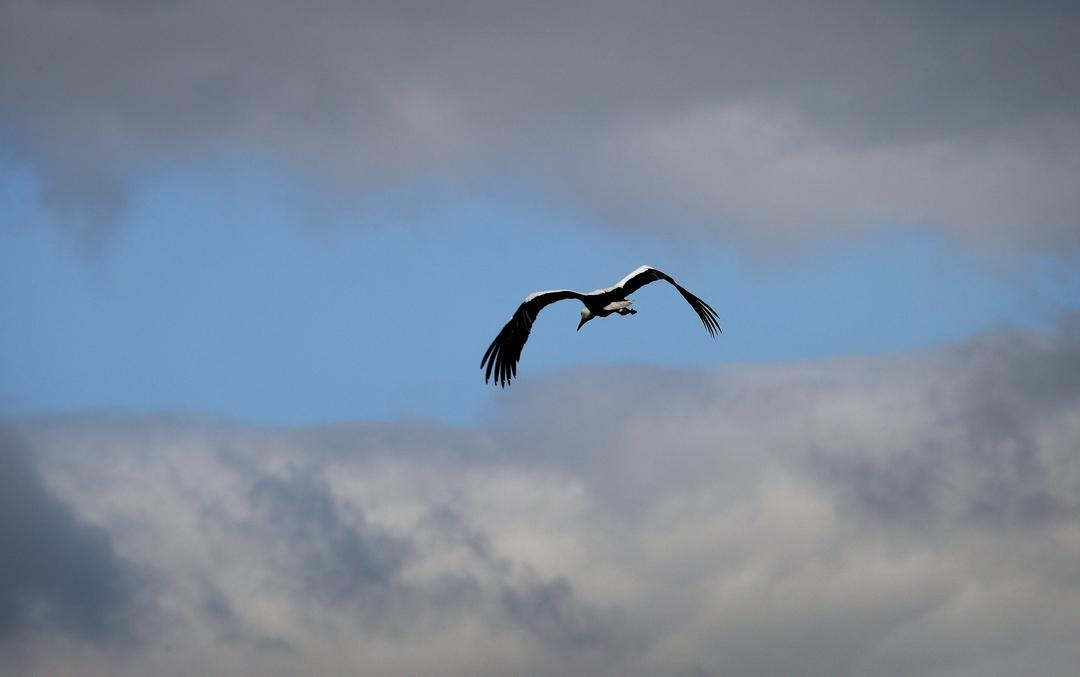 Archivbild aus dem Jahr 2019. Bei Ruderatshofen fliegt ein  Storch vor einer Wolkenlücke.