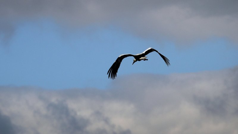 Archivbild aus dem Jahr 2019. Bei Ruderatshofen fliegt ein  Storch vor einer Wolkenlücke.