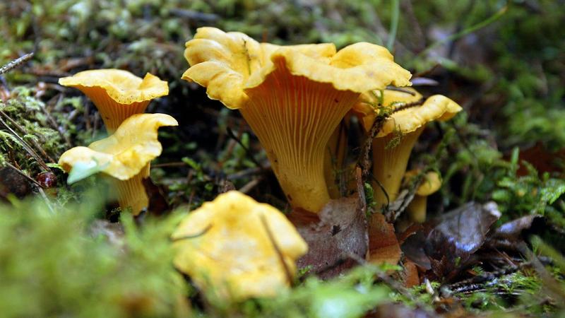 Pilze Sammeln In Die Schwammerl Und Fertig Los Br24