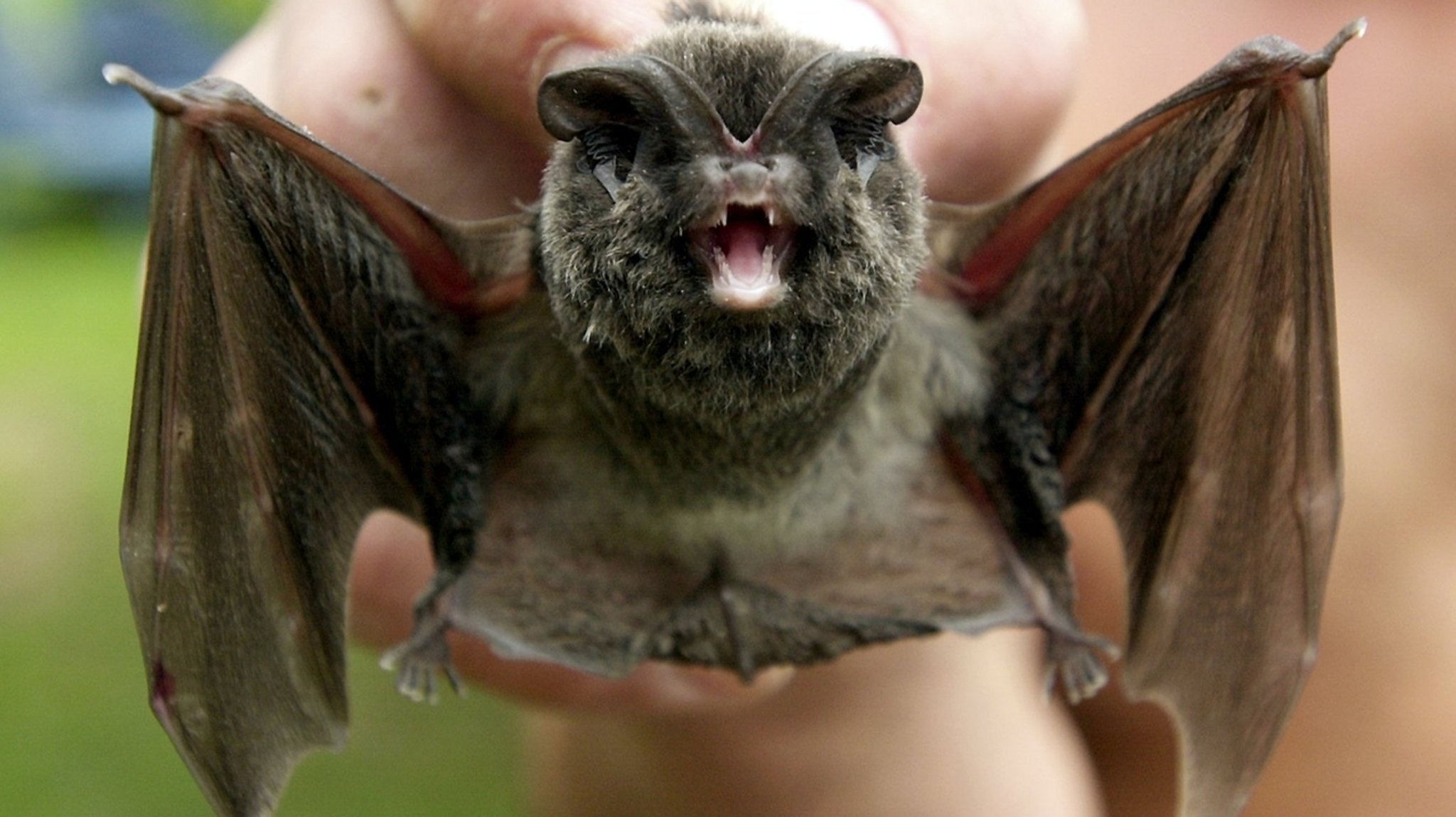 Eine Fledermausart in Bayern: die Mopsfledermaus