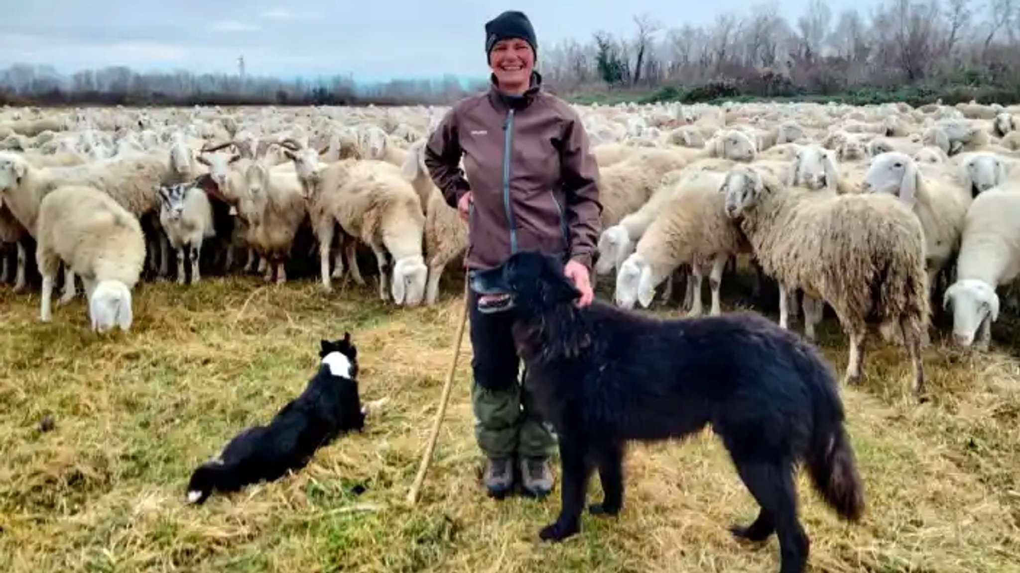 Hirtin mit Hüte- und Herdenschutzhund und einer Schafherde. 