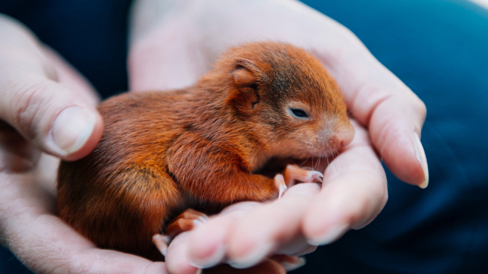 Eine Person hält ein kleines Eichhörnchen in den Händen