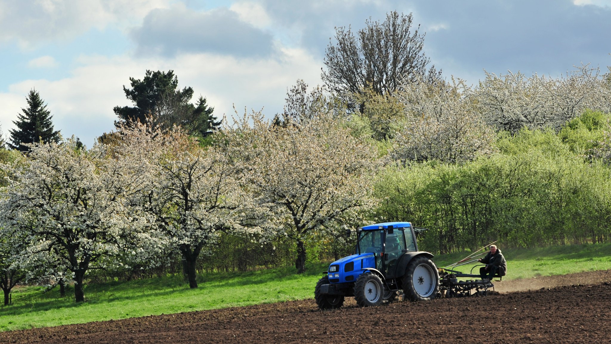 Ein Traktor rollt über einen Acker an blühenden Obstbäumen vorbei.