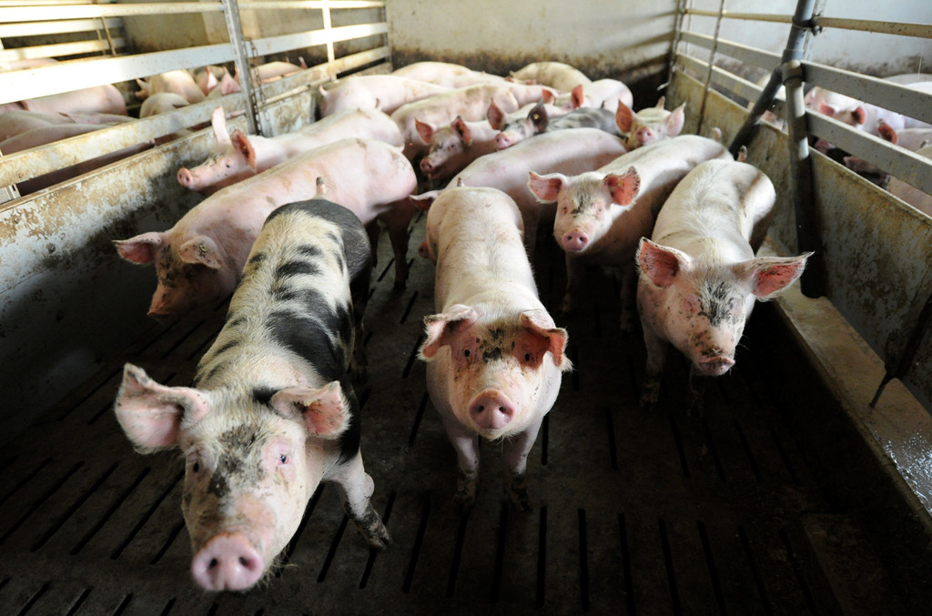 Schweine in einem Mastbetrieb, Ab 2021 sollen Tiere in der gesamten EU nur noch in Ausnahmefällen Antibiotika erhalten dürfen.