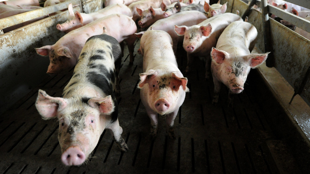 Schweine in einem Mastbetrieb, Ab 2021 sollen Tiere in der gesamten EU nur noch in Ausnahmefällen Antibiotika erhalten dürfen.
