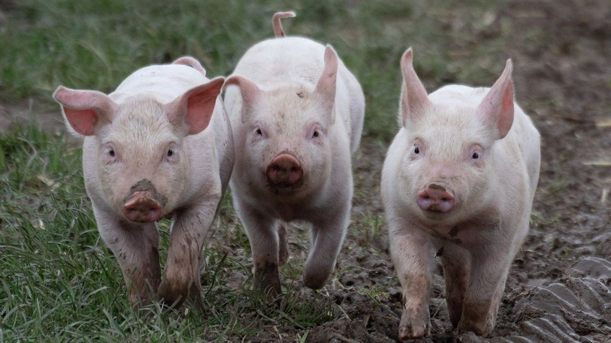 Schöner Wohnen für Schweine: Mehrere Millionen Euro für Ställe