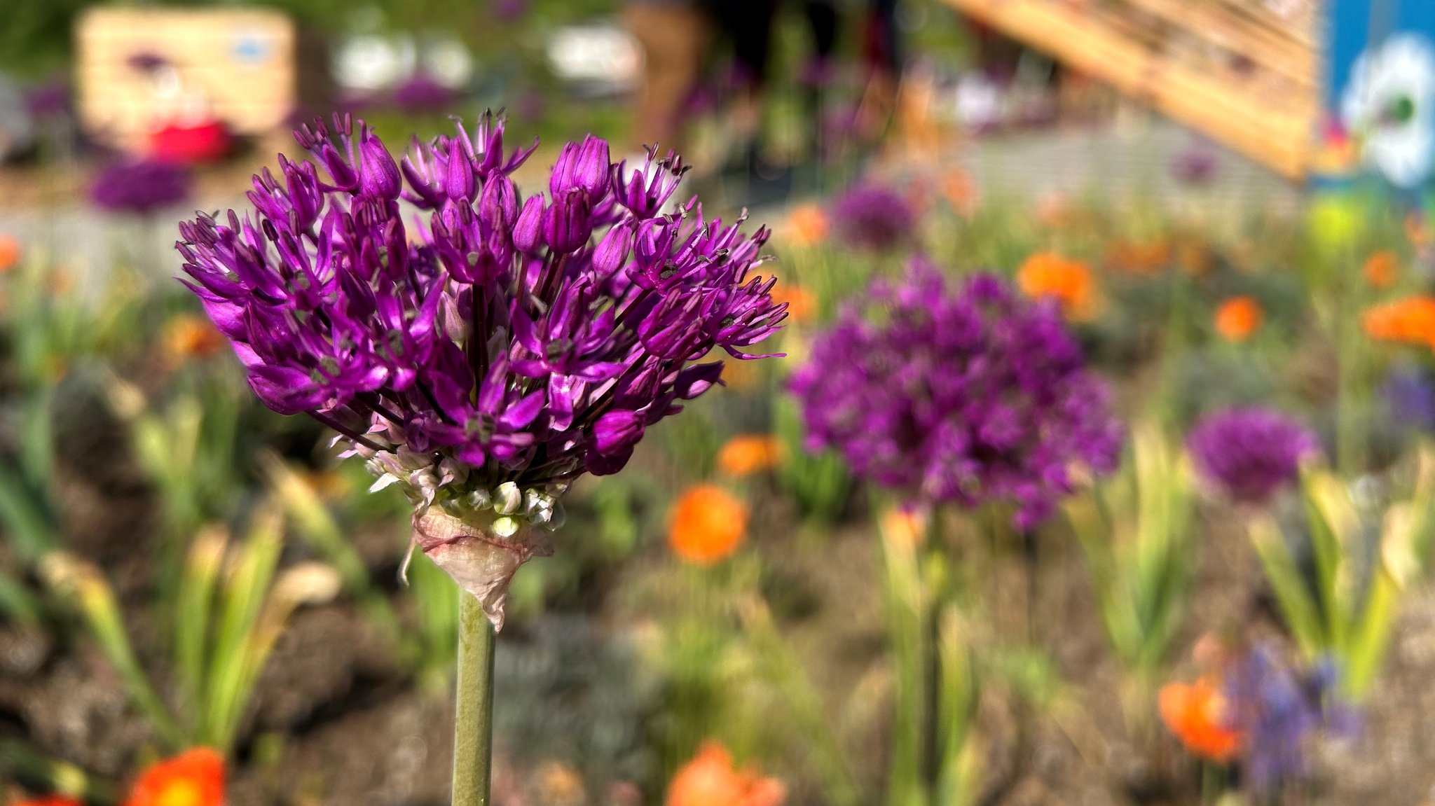 Es sind 100.000 Blumenzwiebeln und Stauden gepflanzt worden.