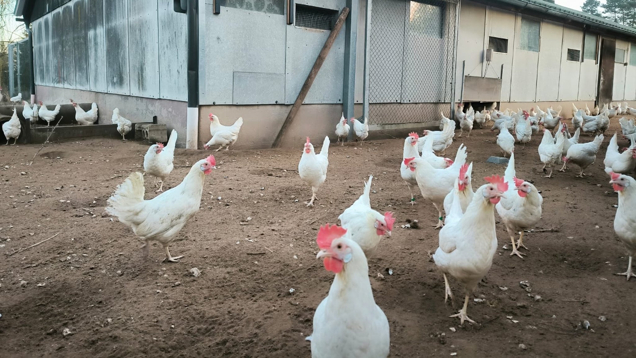 Wie ein Geflügelhalter seine Hühner vor der Vogelgrippe schützt