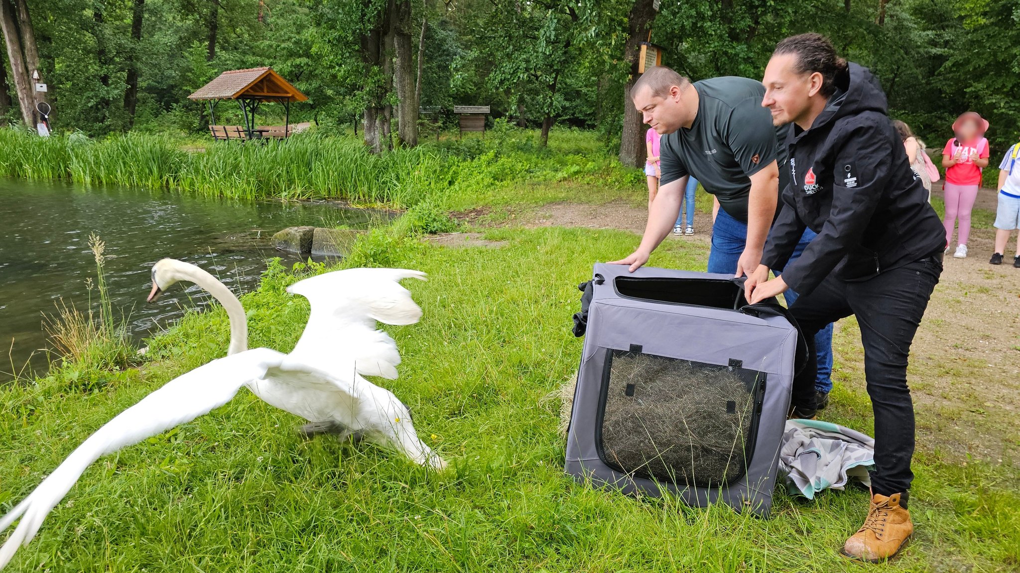 Zwei Männer öffnen eine Transportbox an einem Weiher. Der gesund gepflegte Schwan breitet die Flügel aus und fliegt Richtung Wasser | Bild: Christine Weirauch Zwei Männer öffnen eine Transportbox an einem Weiher. Der gesund gepflegte Schwan breitet die Flügel aus und fliegt Richtung Wasser