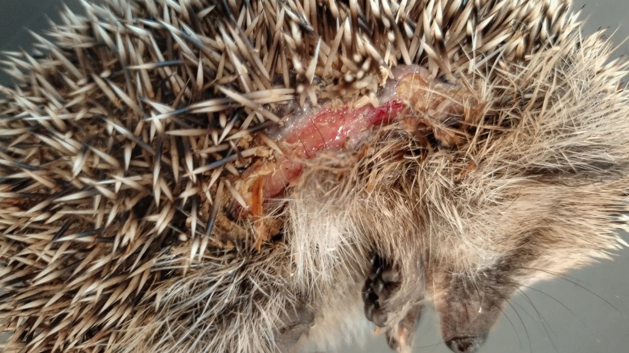 Igel mit Schnittverletzung