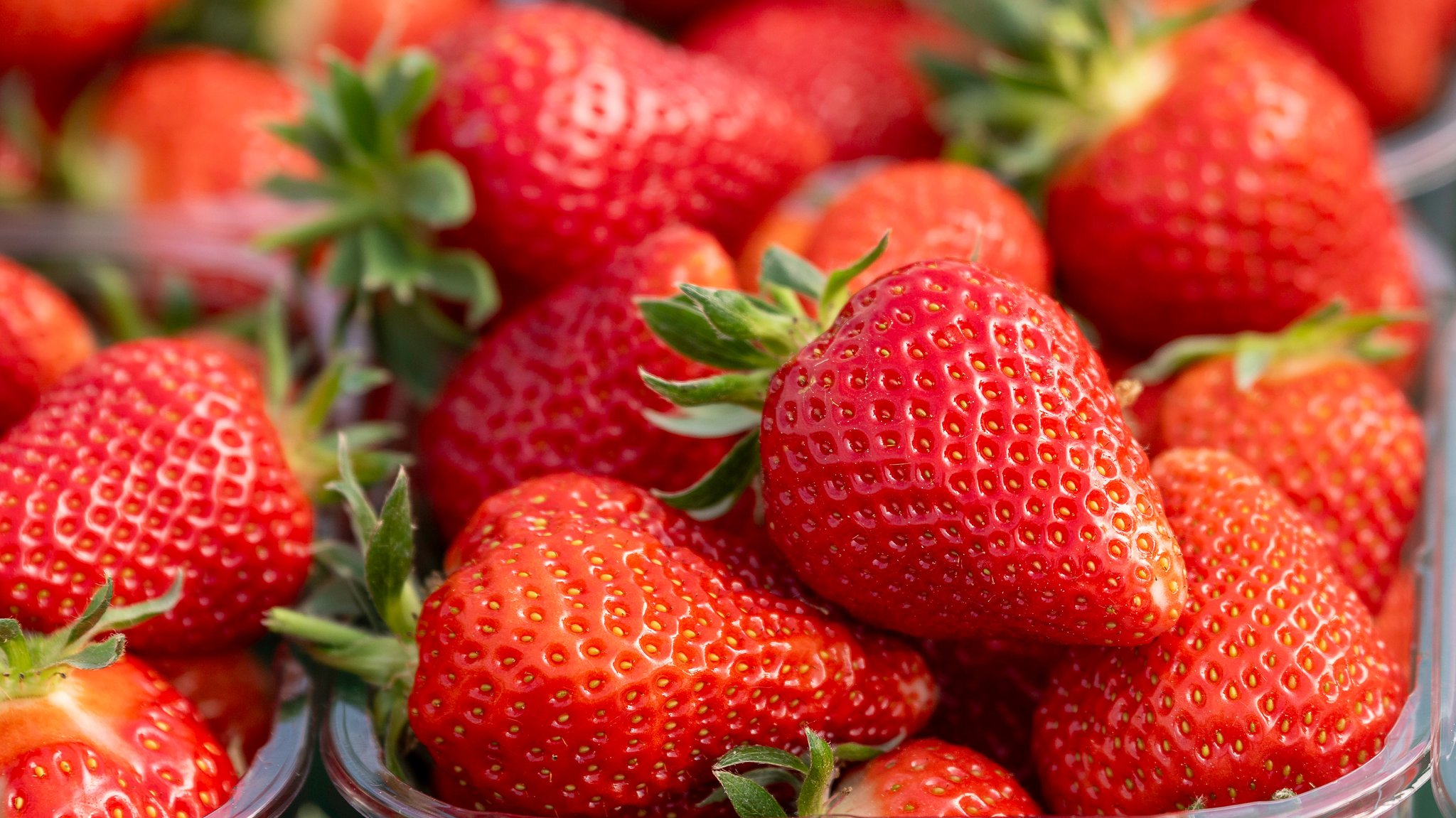 Rote, saftige Erdbeeren in einer Plastikschale.