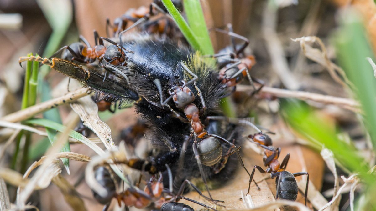 Ameisen entsorgen eine Hummel