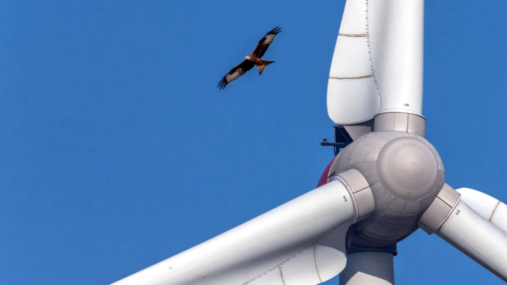 Ein Rotmilan fliegt in der Nähe eines Windrads