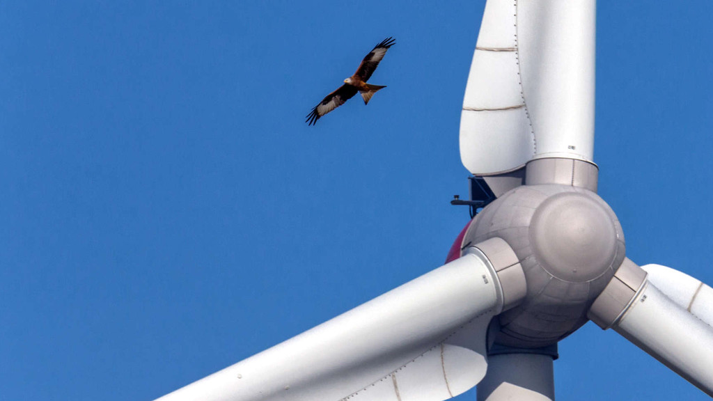 Ein Rotmilan fliegt in der Nähe eines Windrads