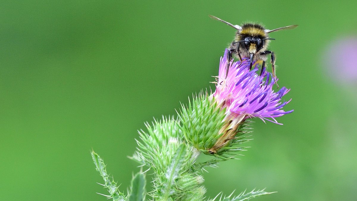 "Rettet die Bienen"– drei Jahre Volksbegehren Artenschutz