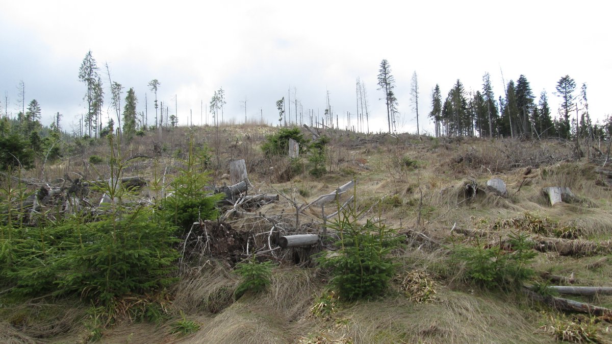 Verheizte Wälder: Das große Geschäft mit Brennholz und Pellets