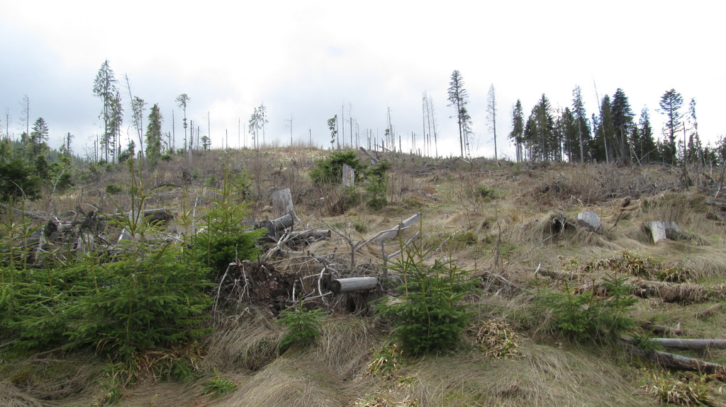 Abgeholzte Flächen im Naturpark Apuseni. In Rumänien droht wegen legaler und illegaler Abholzung ein Naturparadies zu verschwinden