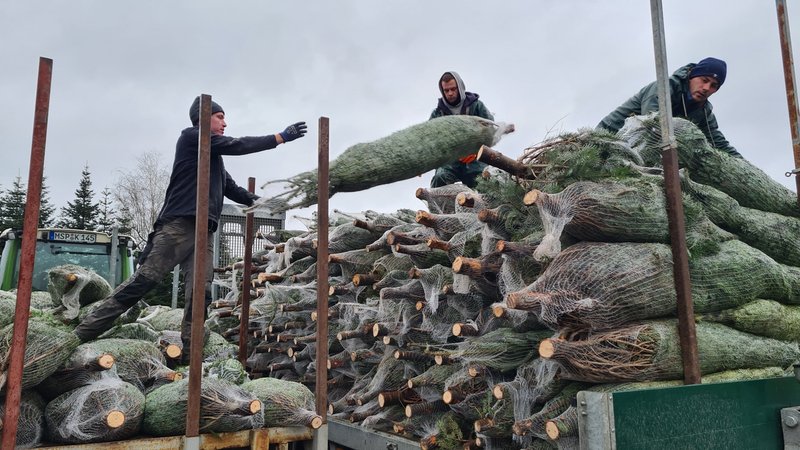 Das Christbaumdorf Mittelsinn spendet 800 Bäume an die Opfer der Hochwasserkatastrophe im Ahrtal