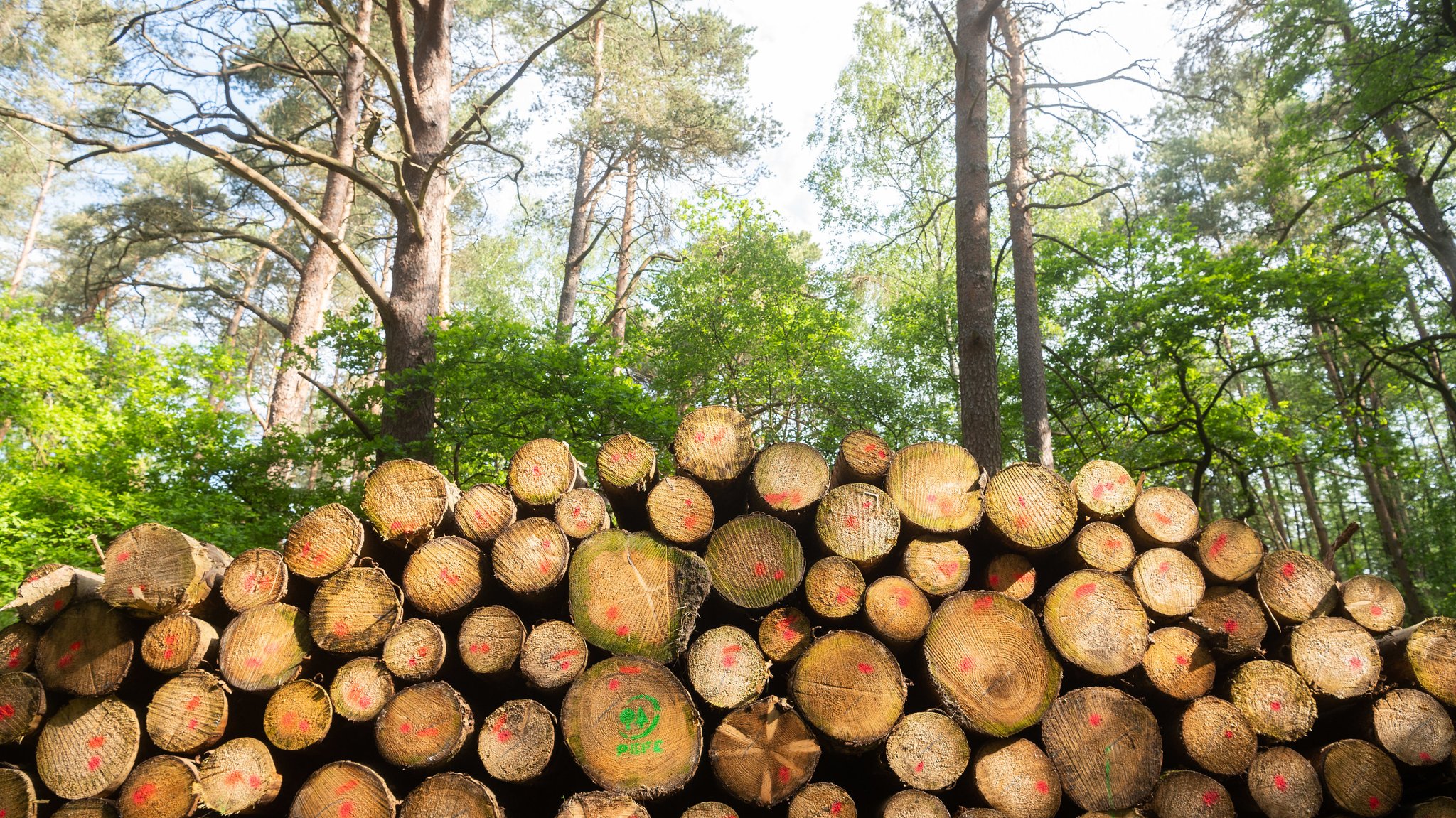 Bäume liegen in einem Wald (Symbolbild)