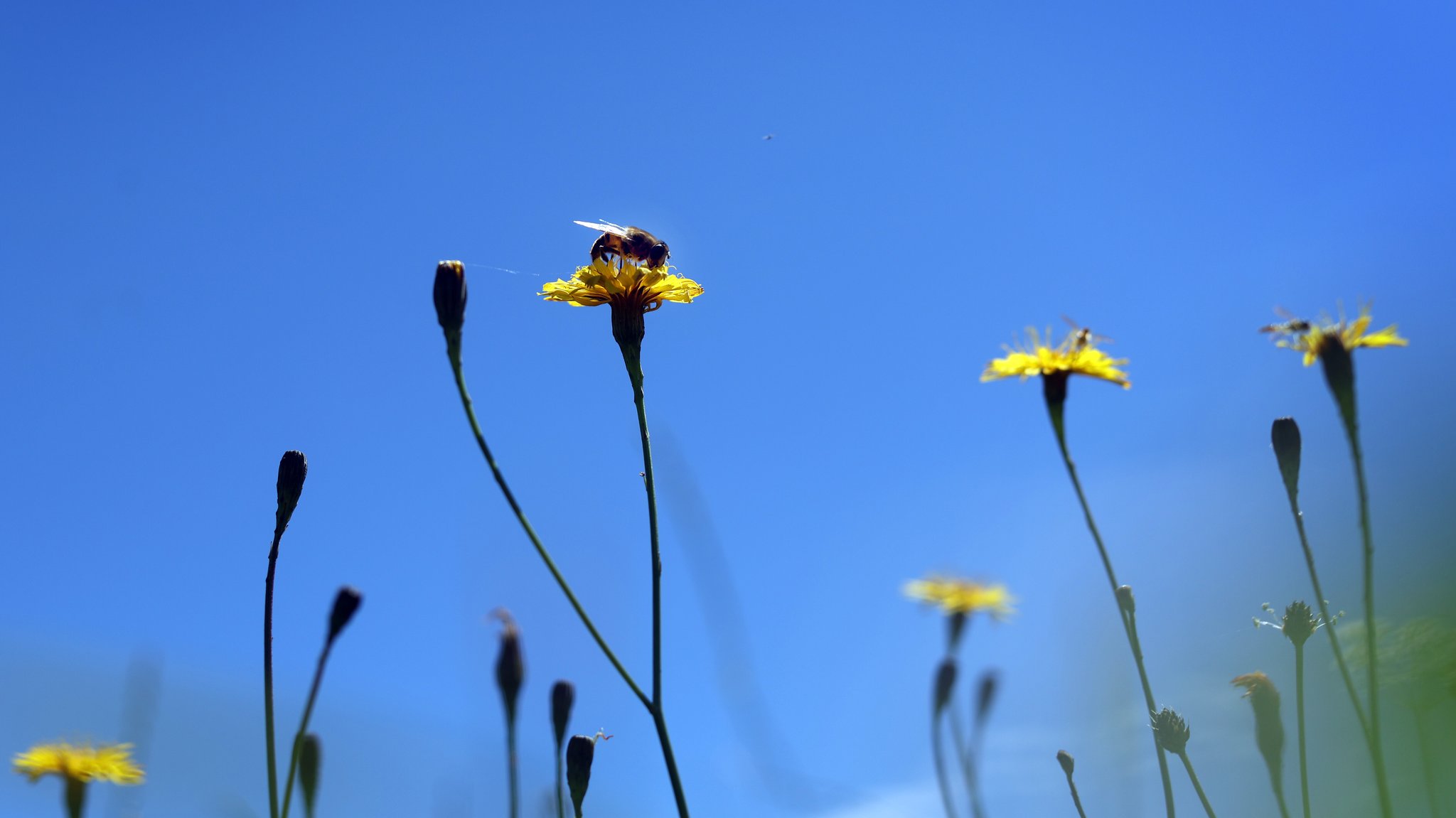 Eine Biene sitzt auf einer Blumenwiese auf einer Blüte (Symbolbild).