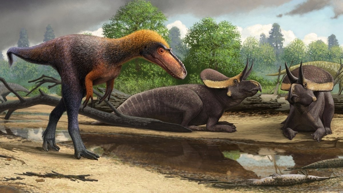 Früher Verwandter des T. rex entdeckt - Suskityrannus hazelae