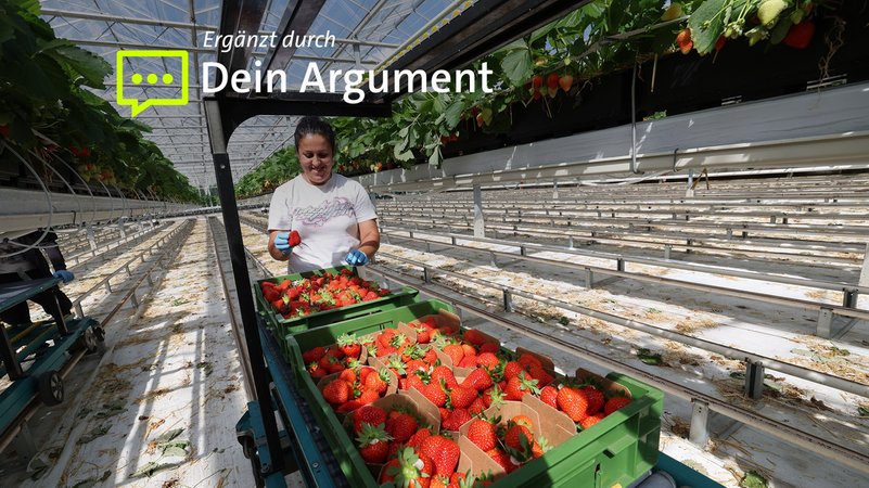 Saisonarbeiterin bei der Erdbeerernte | Bild: picture alliance/dpa | Bernd Wüstneck Saisonarbeiterin bei der Erdbeerernte