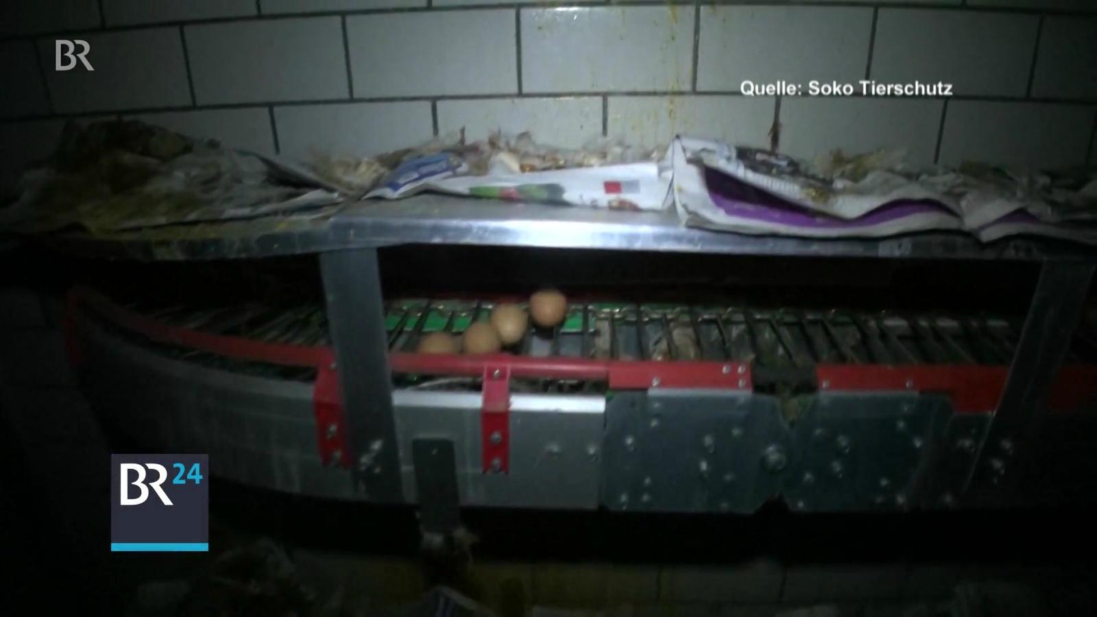 BayernEiAffäre Kritik am Verbraucherschutz BR24