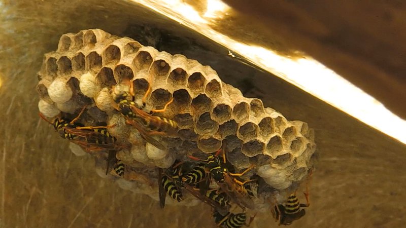 Ein Wespennest in Nahaufnahme. | Bild: BR Ein Wespennest in Nahaufnahme.