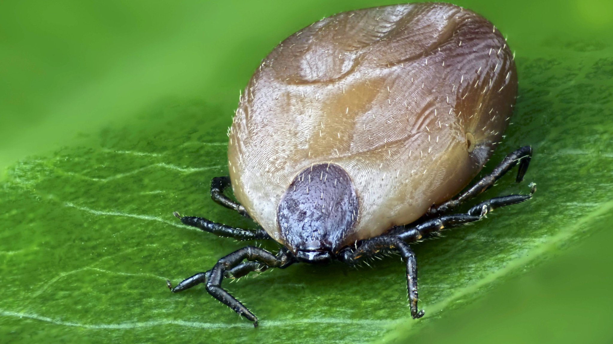 Eine Nahaufnahme von der Zeckenart Gemeiner Holzbock. Die Blutsauger können Krankheiten wie FSME oder Borreliose übertragen, was besonders in Risikogebieten gefährlich sein kein. Das solltet ihr über Zecken wissen.