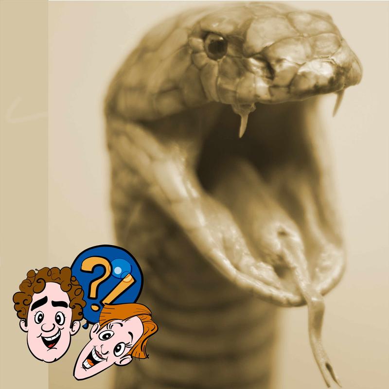 Beißt sich eine Giftschlange mal auf die Zunge? - Lachlabor - Lustiges  Wissen für Kinder zum Miträtseln