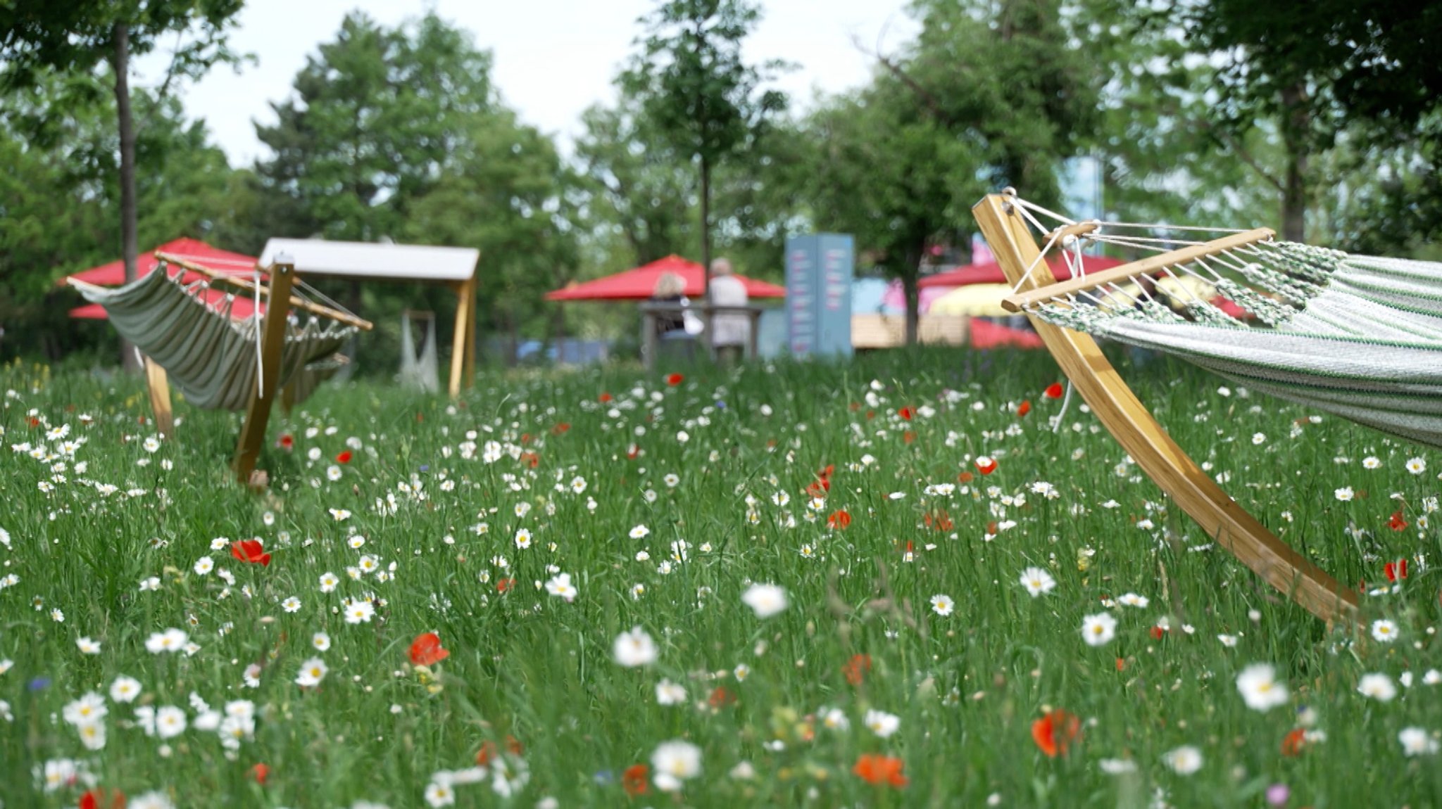 Blick auf eine blühende Wiese auf dem Gelände der Landesgartenschau.