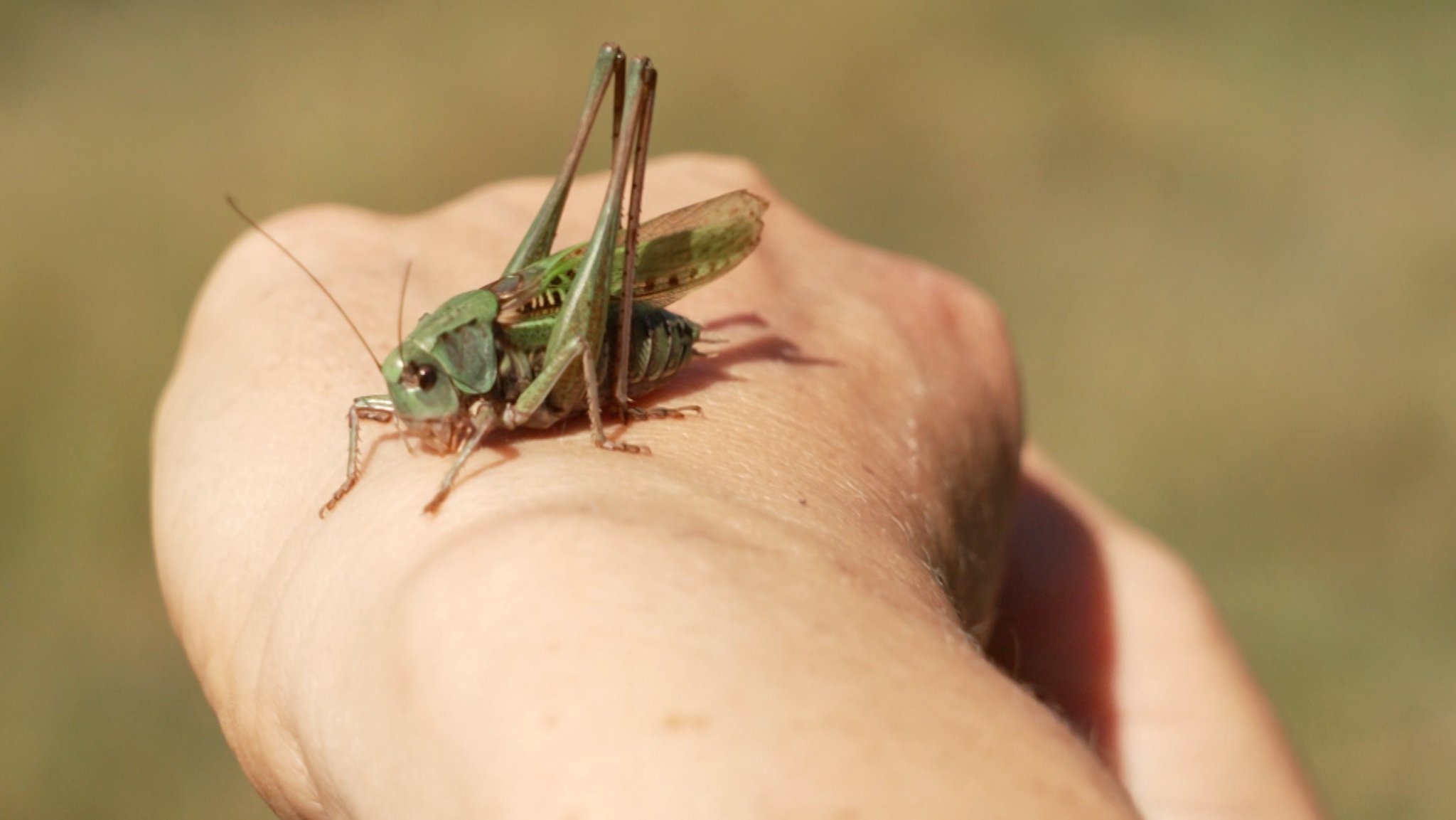 Eine Warzenbeißer genannte Heuschrecke sitzt auf einer Hand.