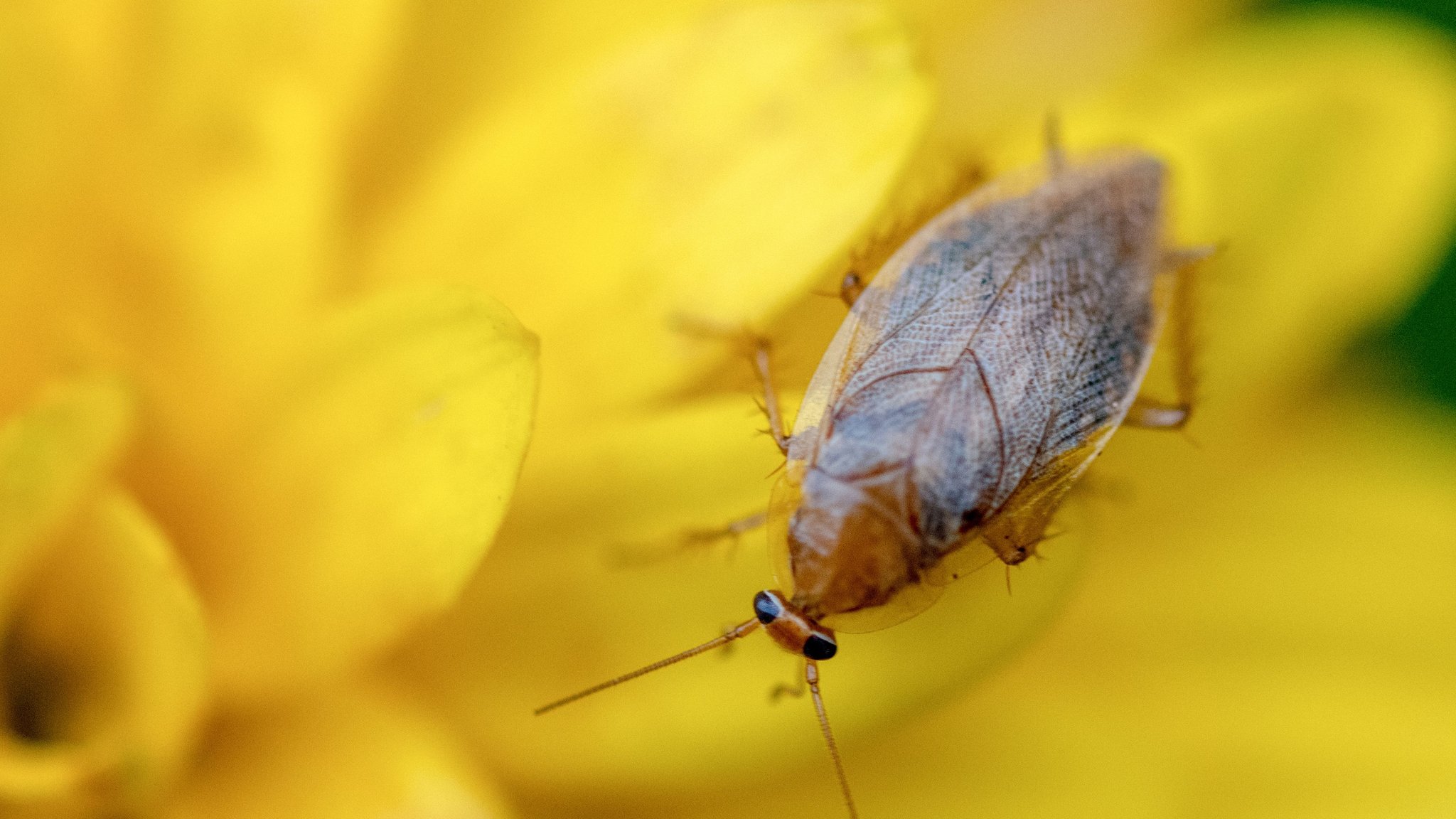 Harmlose Bernsteinschabe oder schädliche Kakerlake?