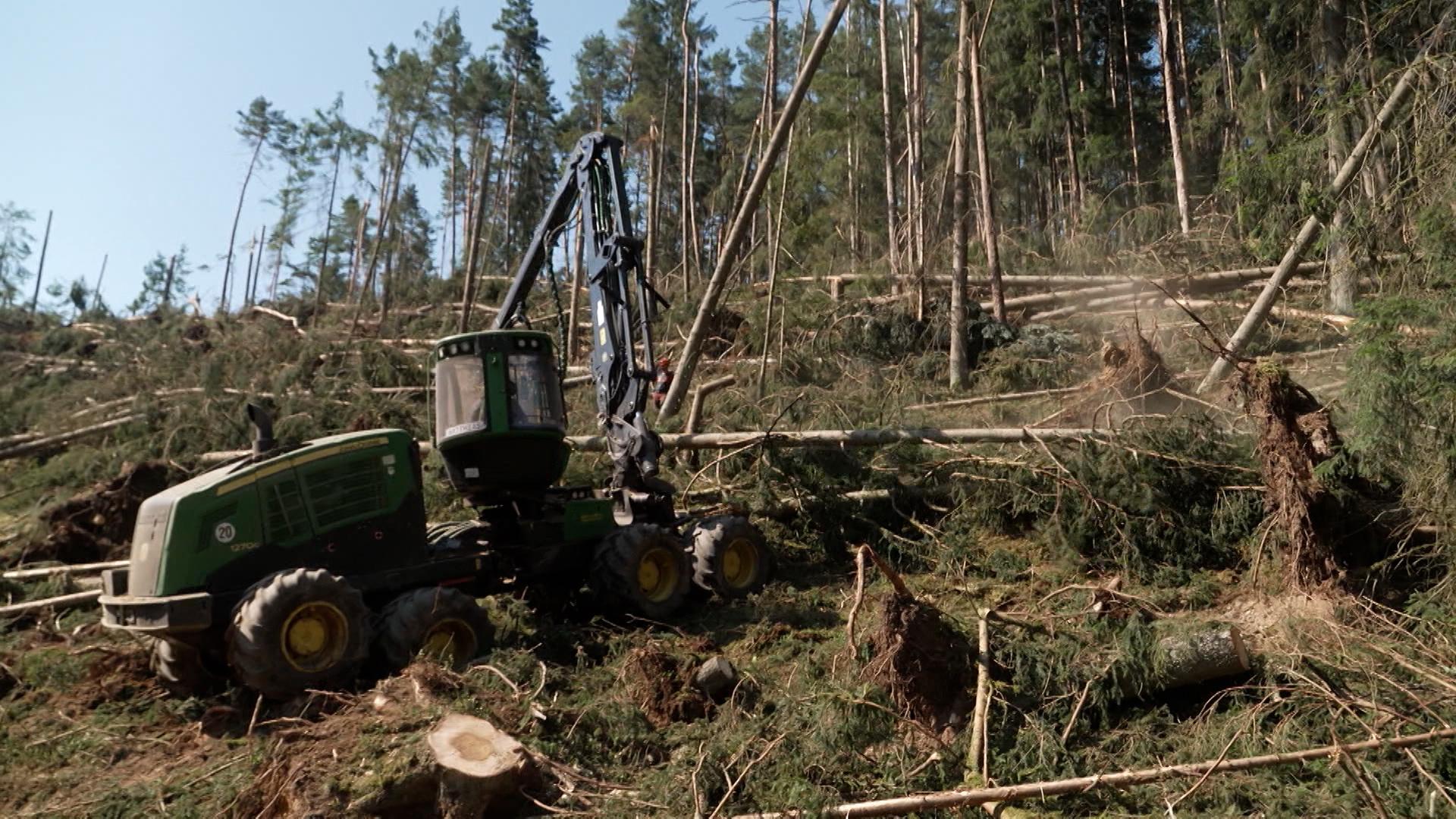 Aufräumen in einem Wald bei Regenstauf, der durch das schwere Unwetter im Juli verwüstet wurde.