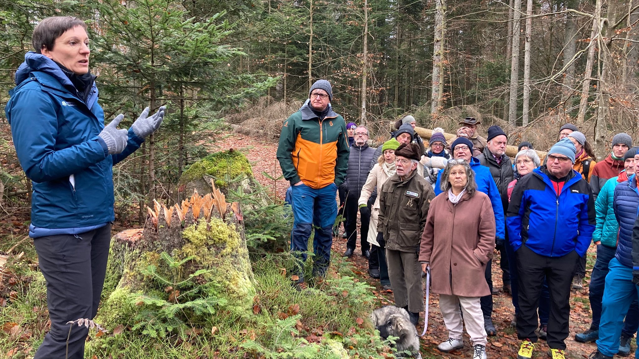 Waldsterben verstehen: Nationalpark bietet Bürgerwanderungen an