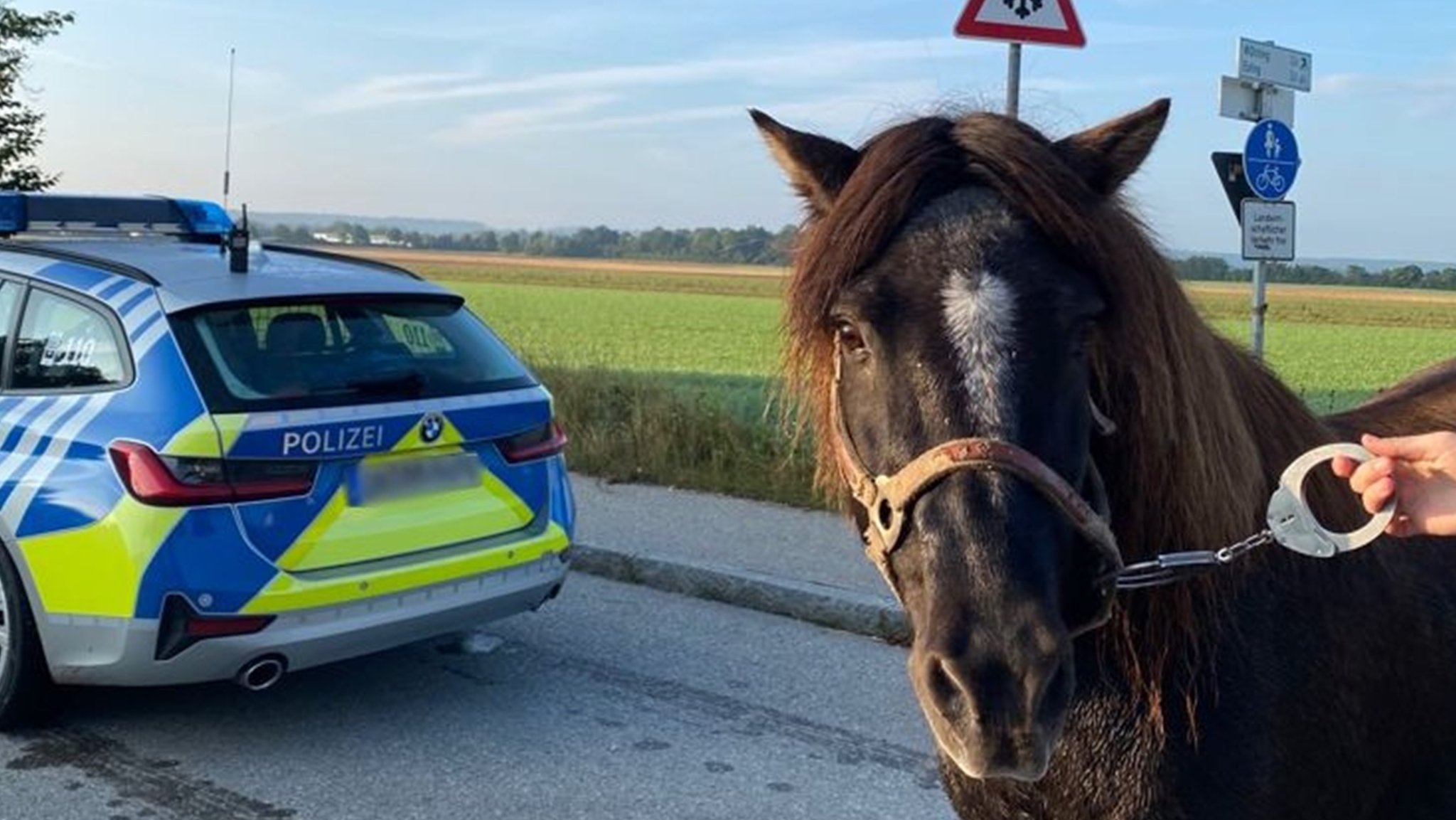 In Handschellen wurde Pony Wotan von einer Beamtin -selbst Pferdebesitzerin- von den Gleisen geführt.