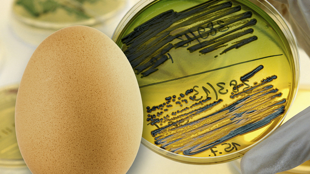 Ein Hühnerei und ein Nährboden im Labor mit dem Bakterium Salmonella Enteritidis.