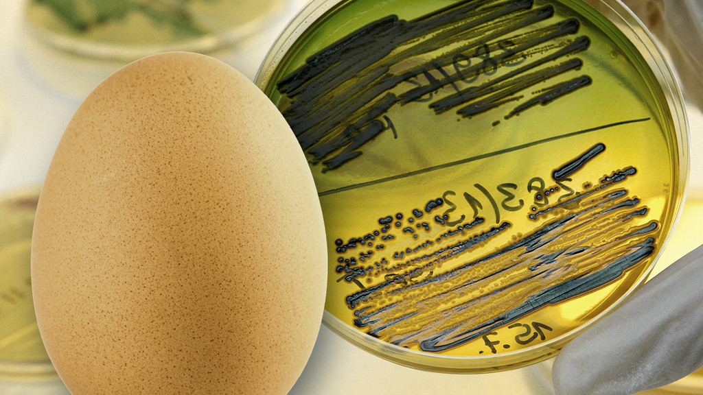 Ein Hühnerei und ein Nährboden im Labor mit dem Bakterium Salmonella Enteritidis.