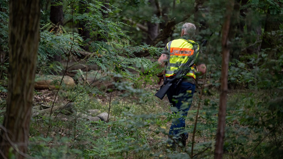 Auf der Suche nach einer mutmaßlichen Löwin: Ein Gemeindejäger läuft im Bereich der südlichen Landesgrenze von Berlin durch einen Wald. 