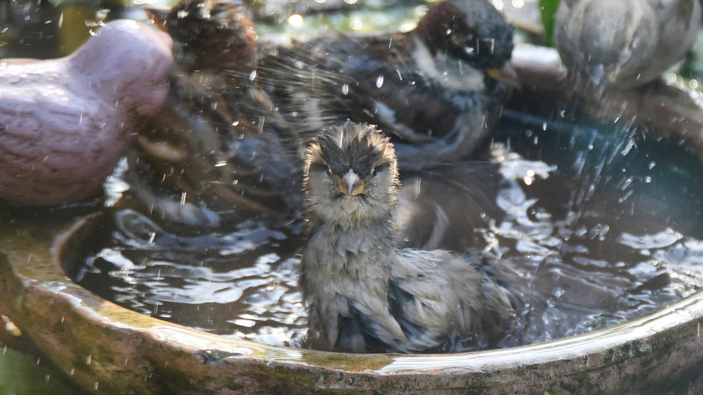 Spatzen baden in einer Vogeltränke.
