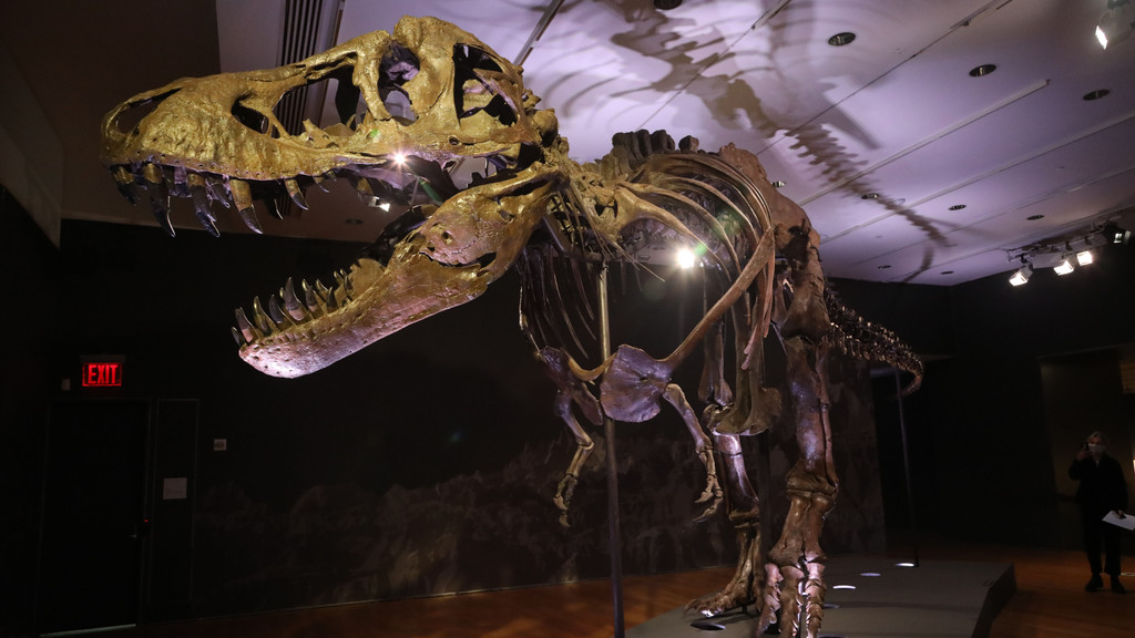 Das Bild zeigt ein fossiles Skelett eines Exemplars des Dinosauriers Tyrannosaurus Rex. 
