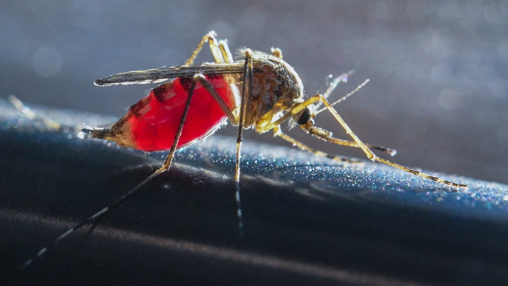 Mücke mit rot durchscheinendem Leib, da sie Blut gesogen hat.