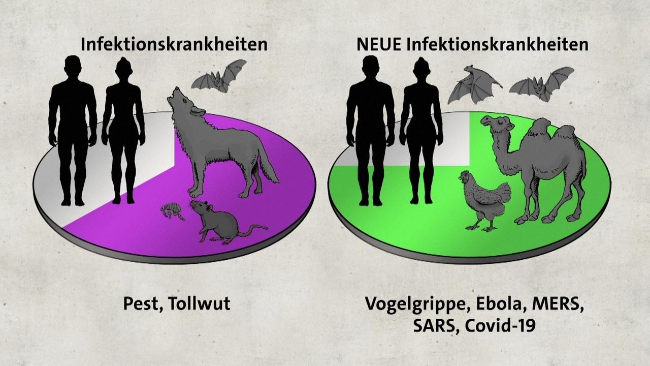 Coronavirus Woher Kommen Zoonosen Br24