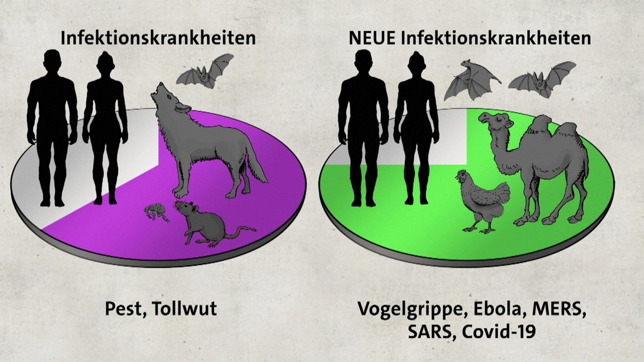 Übertragung von Tier zum Mensch