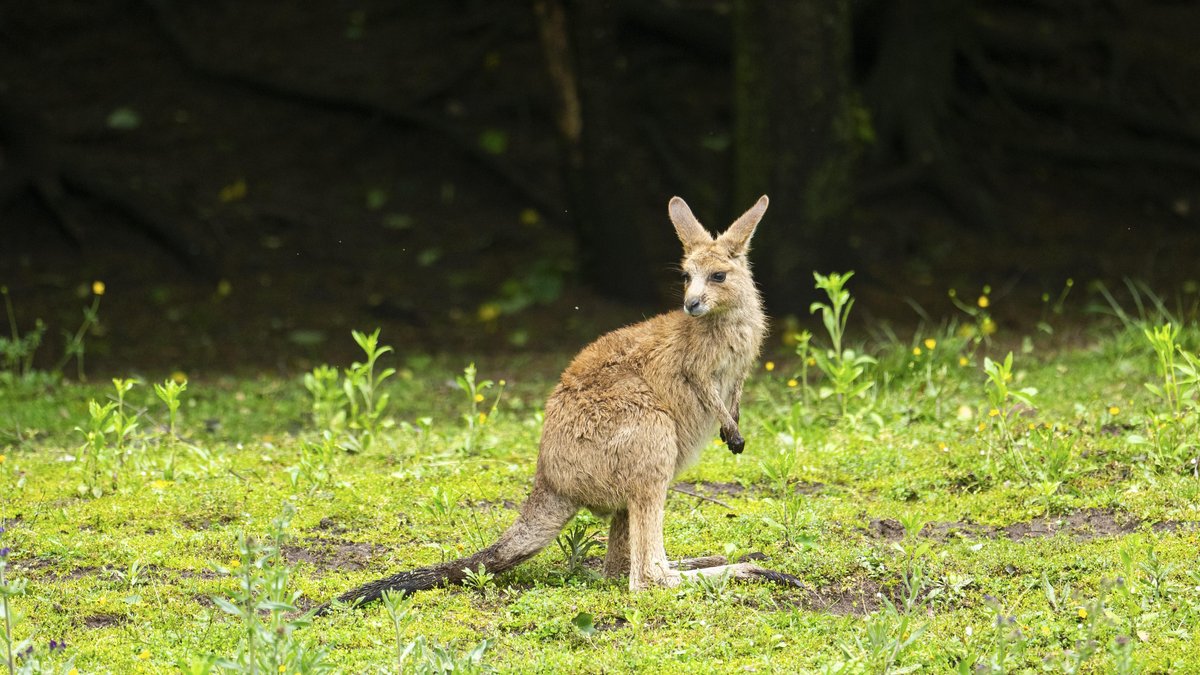 Ein Känguruh verharrt auf einer Wiese vor einem Wald und schaut sich um. | Bild: picture alliance / imageBROKER | David & Micha Sheldon Ein Känguruh verharrt auf einer Wiese vor einem Wald und schaut sich um.