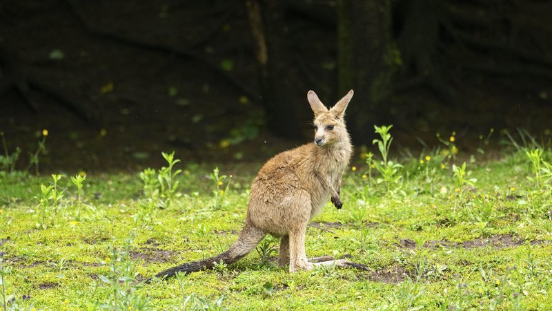 Ein Känguruh verharrt auf einer Wiese vor einem Wald und schaut sich um. | Bild: picture alliance / imageBROKER | David & Micha Sheldon Ein Känguruh verharrt auf einer Wiese vor einem Wald und schaut sich um.